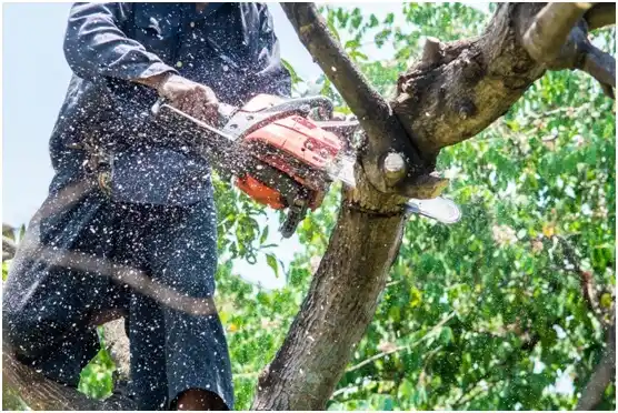 tree services Wendover